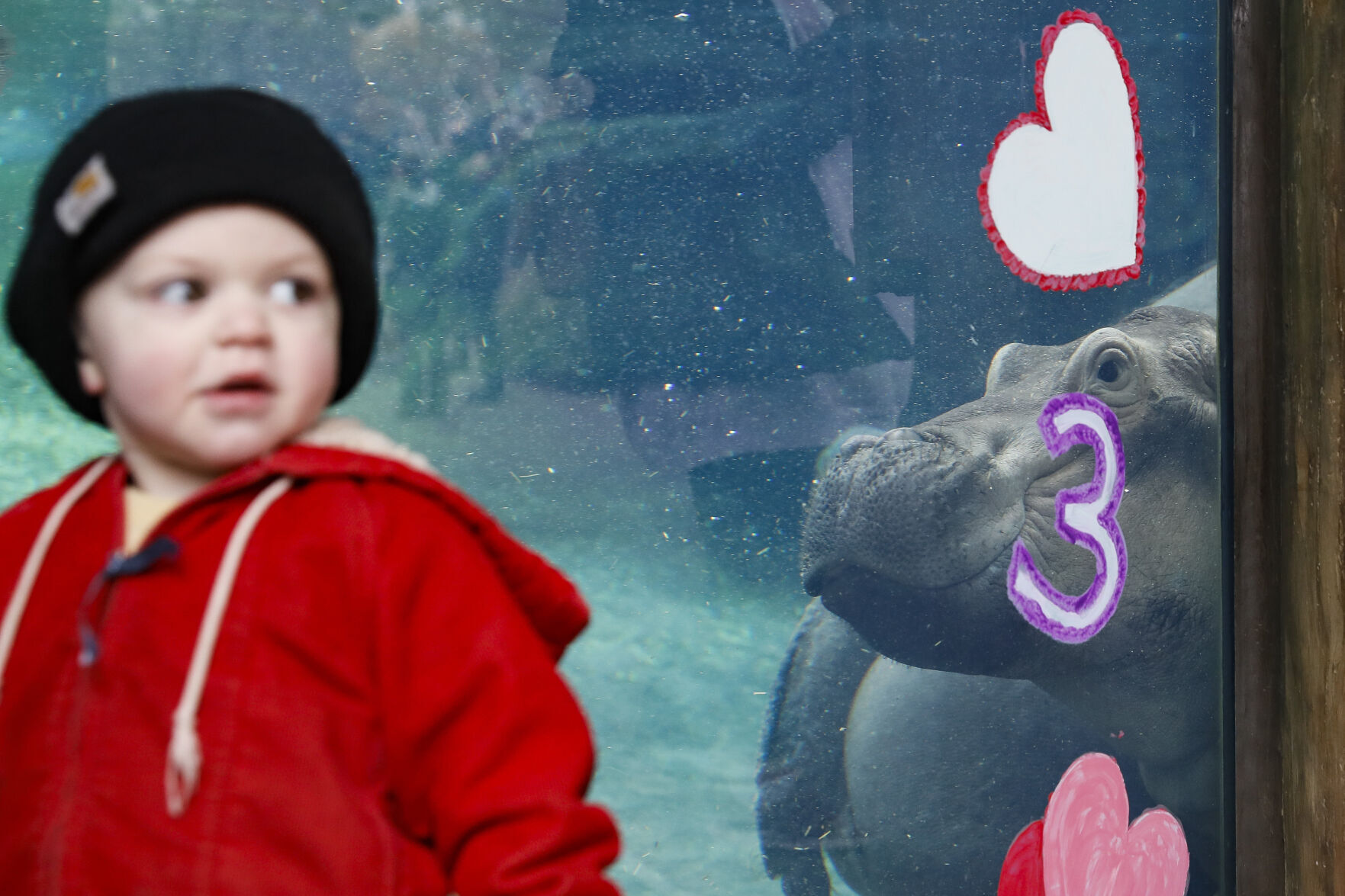 Hippo Birthday